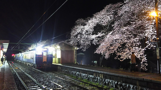 2019bunsuiyozakura14.jpg