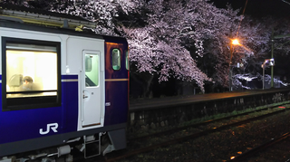 2019bunsuiyozakura15.jpg