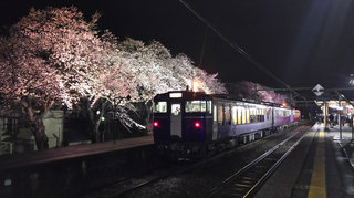 2019bunsuiyozakura17.jpg