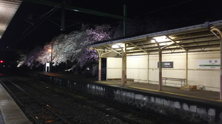 2019bunsuiyozakura2.jpg