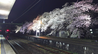 2019bunsuiyozakura5.jpg
