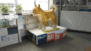 akitasta32.jpg